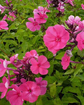 Phlox paniculé Tenor - Fleurs vivaces - Phlox paniculata Tenor