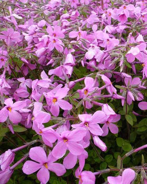 Phlox rampant Home Fires - Fleurs vivaces - PHLOX STOLONIFERA HOME FIRES