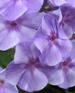 Phlox paniculé Sternhimmel - Fleurs vivaces - Phlox Sternhimmel