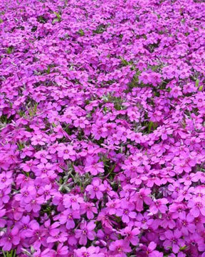 Phlox nain de Douglas Waterloo - Fleurs vivaces - Phlox Waterloo