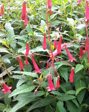 Fuschia du Cap African Queen - jardins - PHYGELIUS RECTUS AFRICAN QUEEN