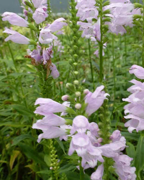 Cataleptique Galadriel - Cataleptique - PHYSOSTEGIA VIRGINIANA GALADRIEL