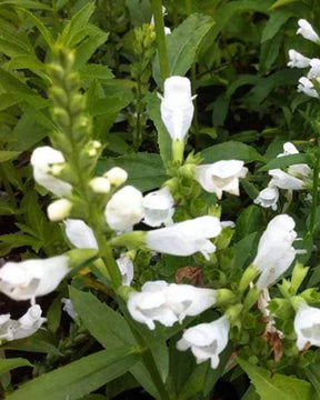 Cataleptique Summer Snow - Cataleptique - Physostegia virginiana Summer Snow