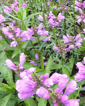 3 Cataleptiques Vivid - Cataleptique - PHYSOSTEGIA VIRGINIANA VIVID