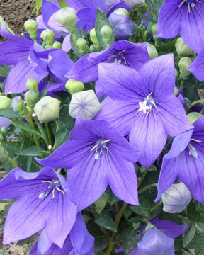 Platycodon à grandes fleurs Mariesii - jardins - PLATYCODON GRANDIFLORUS MARIESII