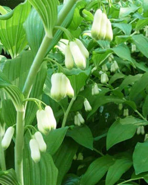 Sceau de Salomon commun - jardins - Polygonatum biflorum