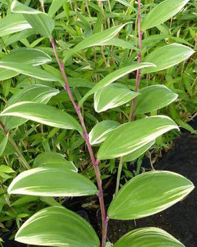 Sceau de Salomon falcatum variegatum - jardins - POLYGONATUM FALCATUM VARIEGATUM