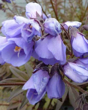 Valériane grecque Heaven Scent - jardins - Polemonium Heaven Scent