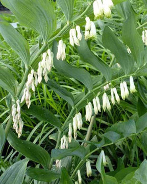 Sceau de Salomon parfumé - jardins - Polygonatum odoratum