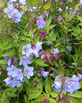 3 Valérianes grecque Blue Pearl - jardins - POLEMONIUM REPTANS BLUE PEARL