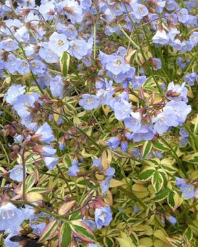 Valériane grecque Stairway To Heaven - jardins - POLEMONIUM REPTANS STAIRWAY TO HEAVEN