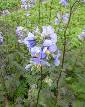 Valériane grecque Bressingham purple - jardins - Polemonium yezoense Polbress BRESSINGHAM PURPLE