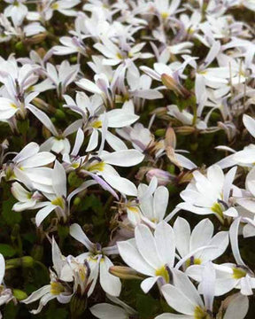 Pratia angulata - jardins - PRATIA ANGULATA