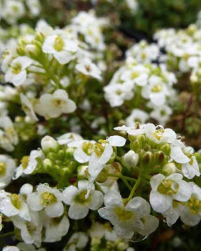 3 Cressons de chamois - jardins - Pritzelago alpina