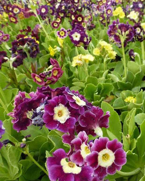 3 Primevères auricule Auricule - Fleurs vivaces - Primula auricula