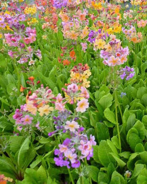 Primevère bulleesiana - Fleurs vivaces - PRIMULA BULLEESIANA