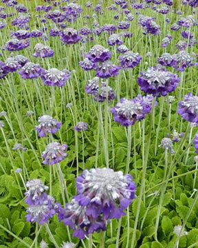 Primevère de l Himalaya Mooreana - Fleurs vivaces - Primula capitata ssp mooreana