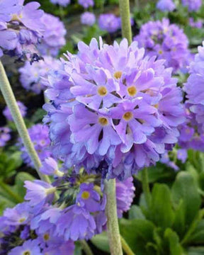 Primevère denticulée Cashmeriana - Fleurs vivaces - Primula denticulata Cashmeriana