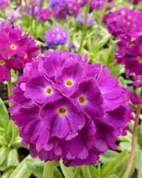 Primevère dentelée Rubin - Fleurs vivaces - PRIMULA DENTICULATA RUBIN