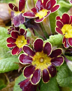 Primevère élevée Gold Lace - Fleurs vivaces - Primula Gold Lace Hybrids