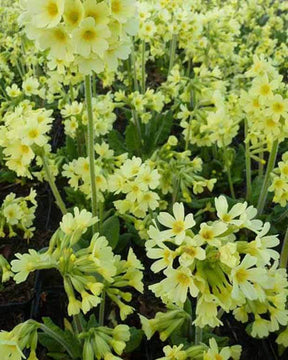 3 Primevères élevée Grande Primevères - Fleurs vivaces - Primula elatior