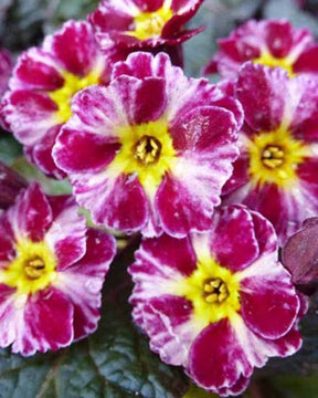 Primevère Dark Rosaleen - Fleurs vivaces - Primula Dark Rosaleen