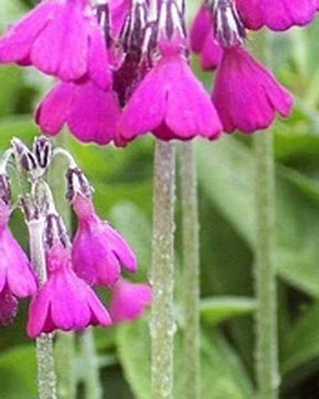 Primevère - Fleurs vivaces - PRIMULA SECUNDIFLORA