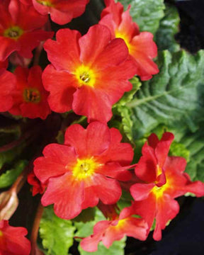 Primevère Tomato Red - Fleurs vivaces - Primula ( Wanda Group ) Wanda Tomato Red