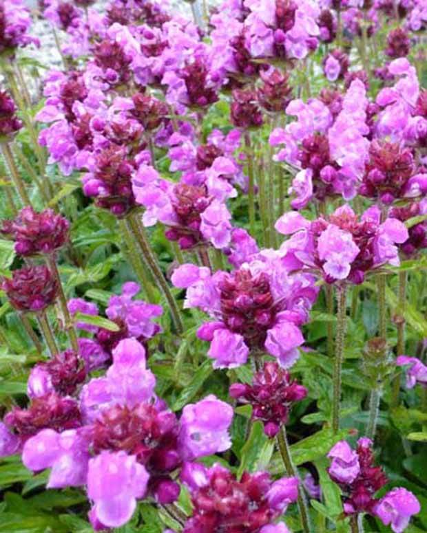 Prunelle à grandes fleurs Altenberg Rosa - Graminées - PRUNELLA GRANDIFLORA ALTENBERG ROSA