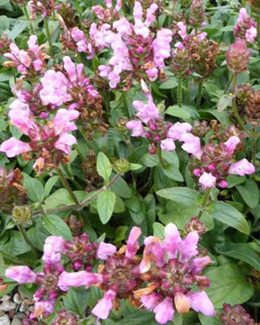 Prunelle à grandes fleurs Pink Loveliness - Graminées - PRUNELLA GRANDIFLORA PINK LOVELINESS