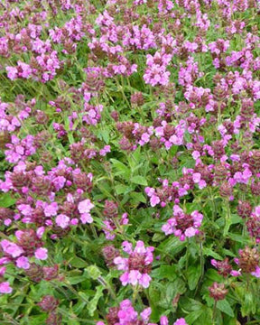 Brunelle Rosea - jardins - Prunella x webbiana Rosea