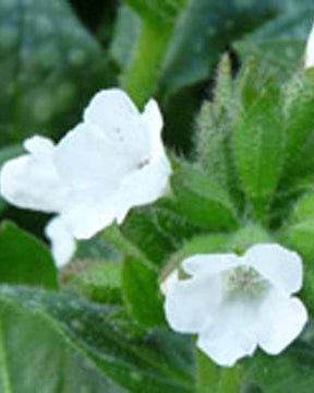 Pulmonaire Ice ballet - Fleurs vivaces - Pulmonaria Ice Ballet