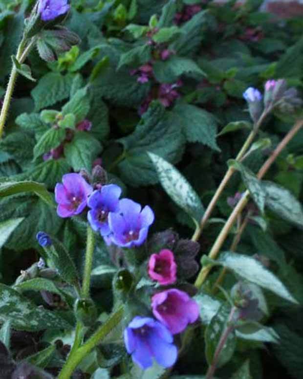 Pulmonaire Samurai - Fleurs vivaces - Pulmonaria Samurai