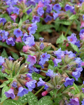 Pulmonaire Trevi Fountain - Fleurs vivaces - Pulmonaria Trevi Fountain