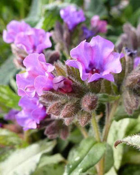 Pulmonaire à longues feuilles Diana Clare - Fleurs vivaces - Pulmonaria longifolia Diana Clare