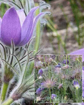 Anémone des prairies - Anémone - Anemone patens