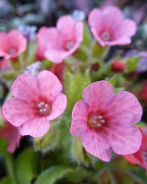 Pulmonaire rouge - Fleurs vivaces - Pulmonaria rubra