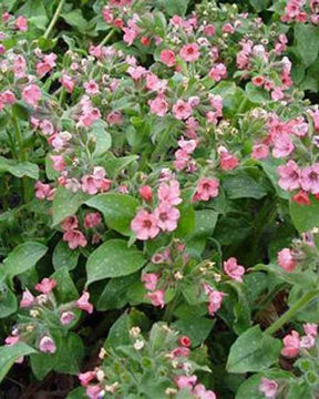 Pulmonaire saupoudrée Dora Bielefeld - Fleurs vivaces - Pulmonaria saccharata Dora Bielefeld