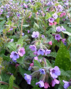 Pulmonaire Mrs Moon - Fleurs vivaces - PULMONARIA SACCHARATA MRS MOON