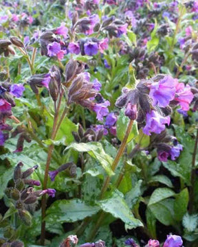 Pulmonaire Silverado - Fleurs vivaces - PULMONARIA SACCHARATA SILVERADO