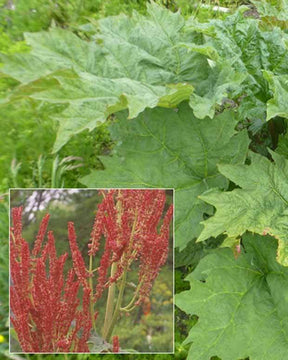 Rhubarbe palmée - jardins - RHEUM PALMATUM VAR. TANGUTICUM