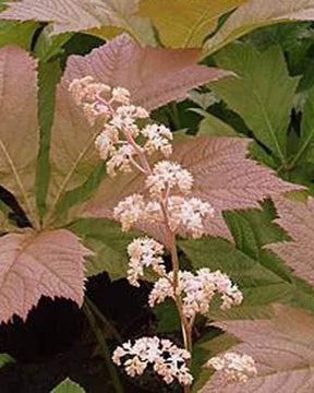 Rodgersia à feuilles de marronnier Irish Bronze - jardins - RODGERSIA AESCULIFOLIA IRISH BRONZE