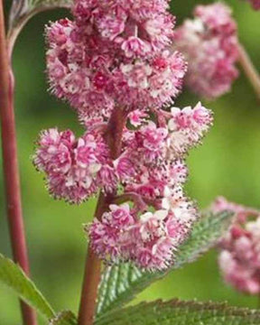 Rodgersia Dark pokers - jardins - Rodgersia Dark Pokers