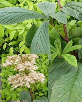 Rodgersia henrici - jardins - RODGERSIA HENRICI