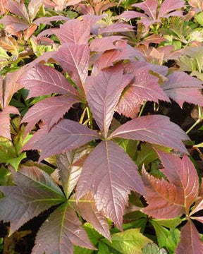 Rodgersia à feuilles pennées Braunlaub - jardins - Rodgersia pinnata Braunlaub