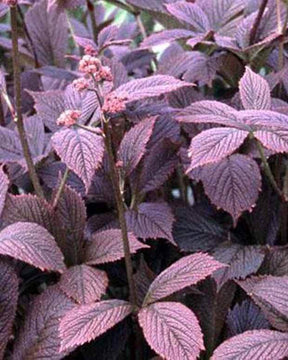 Rodgersia pinnata Chocolate Wings - jardins - RODGERSIA PINNATA CHOCOLATE WINGS