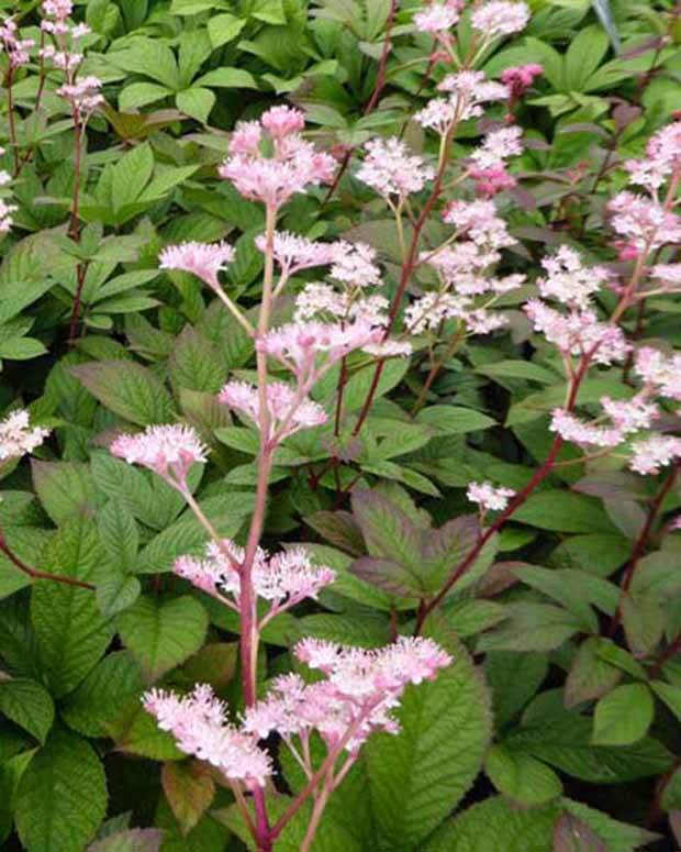 Rodgersia pinnata Hanna - jardins - RODGERSIA PINNATA HANNA