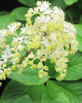 Rodgersia pinnata La Blanche - jardins - RODGERSIA PINNATA LA BLANCHE