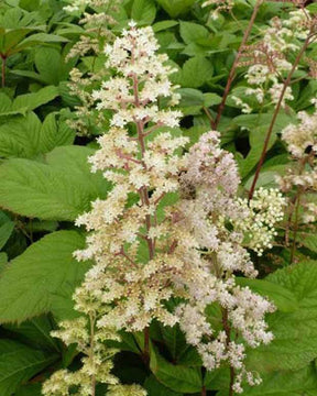 Rodgersia à feuilles de sureau - jardins - RODGERSIA SAMBUCIFOLIA