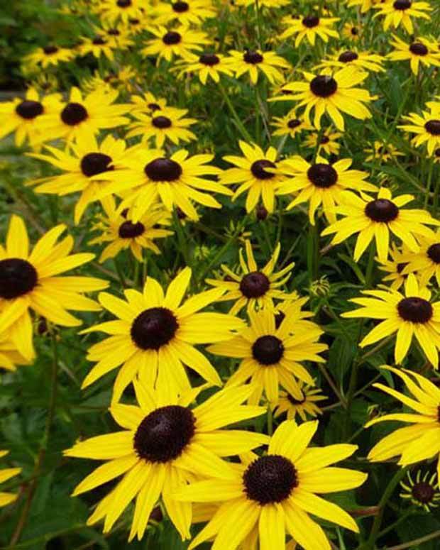 Rudbéckie City Garden - Fleurs vivaces - Rudbeckia fulgida City Garden